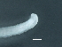  (Trophomermis - DHJPAR0046207)  @11 [ ] CreativeCommons - Attribution (2019) CBG Photography Group Centre for Biodiversity Genomics