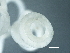  ( - DHJPAR0046207)  @11 [ ] CreativeCommons - Attribution (2019) CBG Photography Group Centre for Biodiversity Genomics