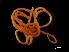  ( - DHJPAR0046212)  @11 [ ] CreativeCommons - Attribution (2019) CBG Photography Group Centre for Biodiversity Genomics