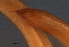  ( - DHJPAR0046212)  @11 [ ] CreativeCommons - Attribution (2019) CBG Photography Group Centre for Biodiversity Genomics