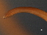  ( - DHJPAR0046212)  @11 [ ] CreativeCommons - Attribution (2019) CBG Photography Group Centre for Biodiversity Genomics