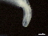  (nematodeJanzen01 Janzen01 - DHJPAR0046217)  @11 [ ] CreativeCommons - Attribution (2019) CBG Photography Group Centre for Biodiversity Genomics