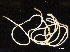  (Romanomermis - DHJPAR0046223)  @11 [ ] CreativeCommons - Attribution (2019) CBG Photography Group Centre for Biodiversity Genomics