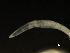  ( - DHJPAR0046237)  @11 [ ] CreativeCommons - Attribution (2019) CBG Photography Group Centre for Biodiversity Genomics