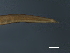 ( - DHJPAR0046266)  @11 [ ] CreativeCommons - Attribution (2019) CBG Photography Group Centre for Biodiversity Genomics