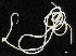  (Hydromermis - DHJPAR0046290)  @11 [ ] CreativeCommons - Attribution (2019) CBG Photography Group Centre for Biodiversity Genomics