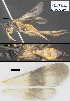  (Zelomorpha donwindsori - DHJPAR0048721)  @13 [ ] CreativeCommons  Attribution Non-Commercial Share-Alike (2018) Michael Sharkey University of Kentucky