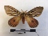  ( - EL31255)  @11 [ ] Copyright (2019) Rodolphe Rougerie French Museum of Natural History