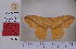  ( - RNHL01)  @11 [ ] Copyright (2020) Unspecified Naturalis Biodiversity Centre, Zoology Collections