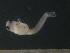  ( - CH0000721_D12)  @11 [ ] CreativeCommons  Attribution Non-Commercial Share-Alike (2015) Martha Valdez-Moreno El Colegio de la Frontera Sur
