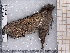  ( - BC-MNHN-LEP-04630)  @11 [ ] rodolphe.rougerie@mnhn.fr (2023) Rodolphe Rougerie Museum National d'histoire Naturelle
