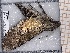  ( - BC-MNHN-LEP-04632)  @11 [ ] rodolphe.rougerie@mnhn.fr (2023) Rodolphe Rougerie Museum National d'histoire Naturelle