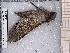  ( - BC-MNHN-LEP-04633)  @11 [ ] rodolphe.rougerie@mnhn.fr (2023) Rodolphe Rougerie Museum National d'histoire Naturelle