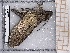  ( - BC-MNHN-LEP-04635)  @11 [ ] rodolphe.rougerie@mnhn.fr (2023) Rodolphe Rougerie Museum National d'histoire Naturelle