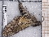  ( - BC-MNHN-LEP-04636)  @11 [ ] rodolphe.rougerie@mnhn.fr (2023) Rodolphe Rougerie Museum National d'histoire Naturelle
