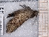  ( - BC-MNHN-LEP-04643)  @11 [ ] rodolphe.rougerie@mnhn.fr (2023) Rodolphe Rougerie Museum National d'histoire Naturelle