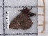  ( - BC-MNHN-LEP-03758)  @11 [ ] rodolphe.rougerie@mnhn.fr (2023) Rodolphe Rougerie Museum National d'histoire Naturelle