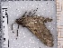  ( - BC-MNHN-LEP-04646)  @11 [ ] rodolphe.rougerie@mnhn.fr (2023) Rodolphe Rougerie Museum National d'histoire Naturelle