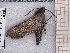  ( - BC-MNHN-LEP-04649)  @11 [ ] rodolphe.rougerie@mnhn.fr (2023) Rodolphe Rougerie Museum National d'histoire Naturelle