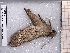  ( - BC-MNHN-LEP-04650)  @11 [ ] rodolphe.rougerie@mnhn.fr (2023) Rodolphe Rougerie Museum National d'histoire Naturelle