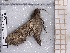  ( - BC-MNHN-LEP-04652)  @11 [ ] rodolphe.rougerie@mnhn.fr (2023) Rodolphe Rougerie Museum National d'histoire Naturelle