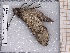  ( - BC-MNHN-LEP-04655)  @11 [ ] rodolphe.rougerie@mnhn.fr (2023) Rodolphe Rougerie Museum National d'histoire Naturelle
