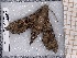  ( - BC-MNHN-LEP-04656)  @11 [ ] rodolphe.rougerie@mnhn.fr (2023) Rodolphe Rougerie Museum National d'histoire Naturelle