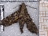  ( - BC-MNHN-LEP-04657)  @11 [ ] rodolphe.rougerie@mnhn.fr (2023) Rodolphe Rougerie Museum National d'histoire Naturelle