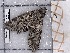  ( - BC-MNHN-LEP-04658)  @11 [ ] rodolphe.rougerie@mnhn.fr (2023) Rodolphe Rougerie Museum National d'histoire Naturelle