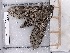  ( - BC-MNHN-LEP-04660)  @11 [ ] rodolphe.rougerie@mnhn.fr (2023) Rodolphe Rougerie Museum National d'histoire Naturelle