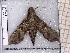 ( - BC-MNHN-LEP-04664)  @11 [ ] rodolphe.rougerie@mnhn.fr (2023) Rodolphe Rougerie Museum National d'histoire Naturelle