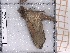  ( - BC-MNHN-LEP-04667)  @11 [ ] rodolphe.rougerie@mnhn.fr (2023) Rodolphe Rougerie Museum National d'histoire Naturelle