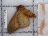  ( - BC-MNHN-LEP-03807)  @11 [ ] rodolphe.rougerie@mnhn.fr (2023) Rodolphe Rougerie Museum National d'histoire Naturelle