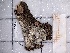  ( - BC-MNHN-LEP-03831)  @11 [ ] rodolphe.rougerie@mnhn.fr (2023) Rodolphe Rougerie Museum National d'histoire Naturelle