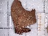  ( - BC-MNHN-LEP-03854)  @11 [ ] rodolphe.rougerie@mnhn.fr (2023) Rodolphe Rougerie Museum National d'histoire Naturelle