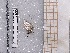  ( - BC-MNHN-LEP-03700)  @11 [ ] rodolphe.rougerie@mnhn.fr (2023) Rodolphe Rougerie Museum National d'histoire Naturelle