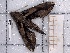  ( - BC-MNHN-LEP-04103)  @11 [ ] rodolphe.rougerie@mnhn.fr (2023) Rodolphe Rougerie Museum National d'histoire Naturelle