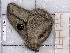  ( - BC-MNHN-LEP-04105)  @11 [ ] rodolphe.rougerie@mnhn.fr (2023) Rodolphe Rougerie Museum National d'histoire Naturelle