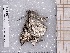  ( - BC-MNHN-LEP-04131)  @11 [ ] rodolphe.rougerie@mnhn.fr (2023) Rodolphe Rougerie Museum National d'histoire Naturelle