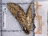  ( - BC-MNHN-LEP-04190)  @11 [ ] rodolphe.rougerie@mnhn.fr (2023) Rodolphe Rougerie Museum National d'histoire Naturelle