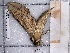  ( - BC-MNHN-LEP-04197)  @11 [ ] rodolphe.rougerie@mnhn.fr (2023) Rodolphe Rougerie Museum National d'histoire Naturelle