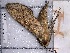  ( - BC-MNHN-LEP-04208)  @11 [ ] rodolphe.rougerie@mnhn.fr (2023) Rodolphe Rougerie Museum National d'histoire Naturelle
