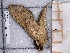  ( - BC-MNHN-LEP-04216)  @11 [ ] rodolphe.rougerie@mnhn.fr (2023) Rodolphe Rougerie Museum National d'histoire Naturelle