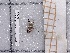  ( - BC-MNHN-LEP-03725)  @11 [ ] rodolphe.rougerie@mnhn.fr (2023) Rodolphe Rougerie Museum National d'histoire Naturelle