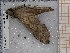  ( - BC-MNHN-LEP-04338)  @11 [ ] rodolphe.rougerie@mnhn.fr (2023) Rodolphe Rougerie Museum National d'histoire Naturelle