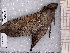  ( - BC-MNHN-LEP-04342)  @11 [ ] rodolphe.rougerie@mnhn.fr (2023) Rodolphe Rougerie Museum National d'histoire Naturelle