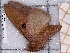  ( - BC-MNHN-LEP-04424)  @11 [ ] rodolphe.rougerie@mnhn.fr (2023) Rodolphe Rougerie Museum National d'histoire Naturelle