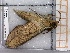  ( - BC-MNHN-LEP-04467)  @11 [ ] rodolphe.rougerie@mnhn.fr (2023) Rodolphe Rougerie Museum National d'histoire Naturelle
