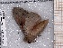  ( - BC-MNHN-LEP-04534)  @11 [ ] rodolphe.rougerie@mnhn.fr (2023) Rodolphe Rougerie Museum National d'histoire Naturelle