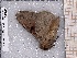  ( - BC-MNHN-LEP-04541)  @11 [ ] rodolphe.rougerie@mnhn.fr (2023) Rodolphe Rougerie Museum National d'histoire Naturelle